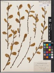 Salix aurita L. x Salix discolor Muhl.